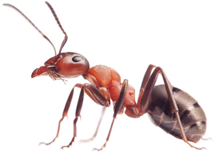 Ant Pest Control