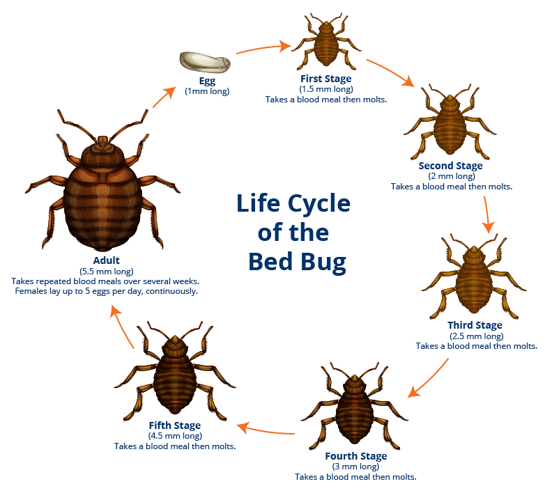 Bed Bug Life Circle