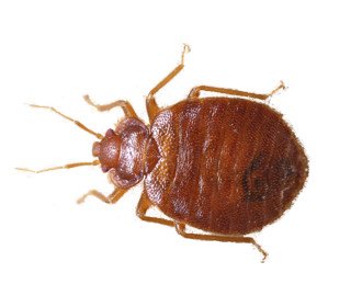 Bed Bug Treatment