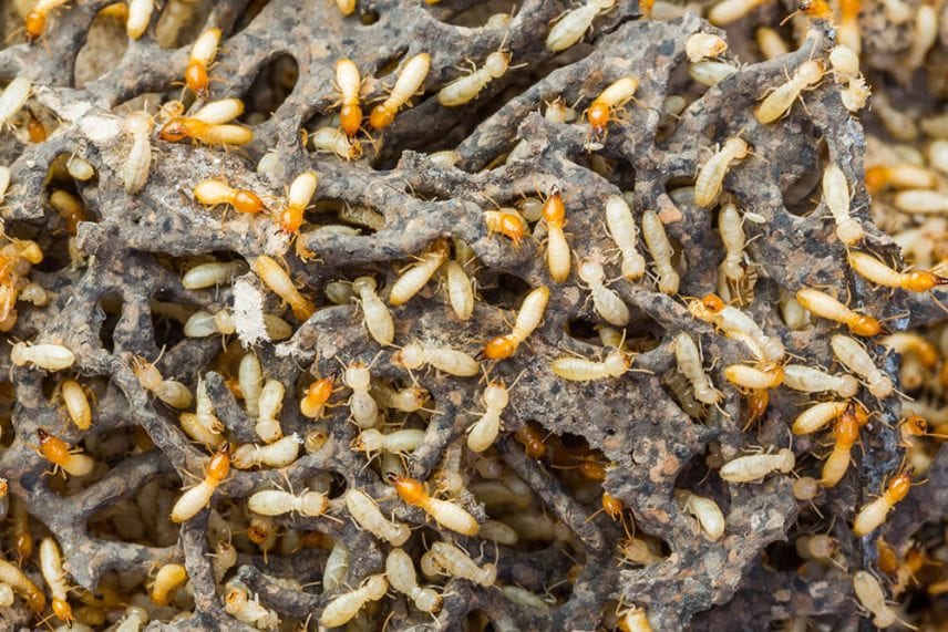 Termite Pest Control